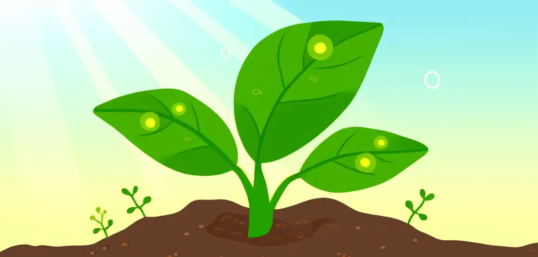 How Do Plants Make Their Own Food?