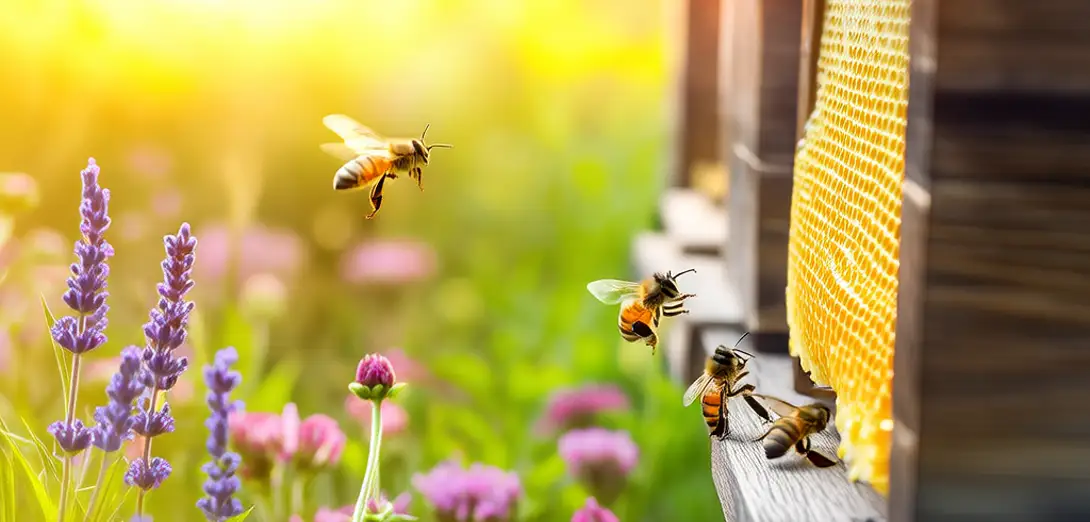 How Do Bees Communicate the Location of Flowers to Their Hive?