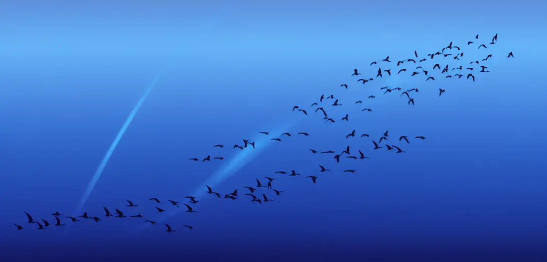 How Magnetoreception Guides Avian Navigation Across Hemispheric Scales