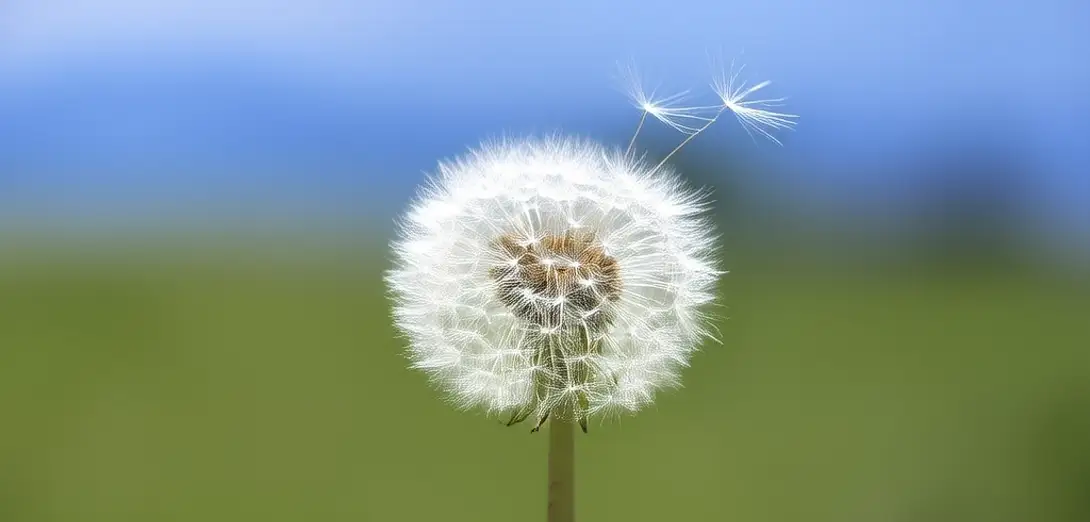 How Dandelion Seeds Float for Miles Using Microscopic Parachutes