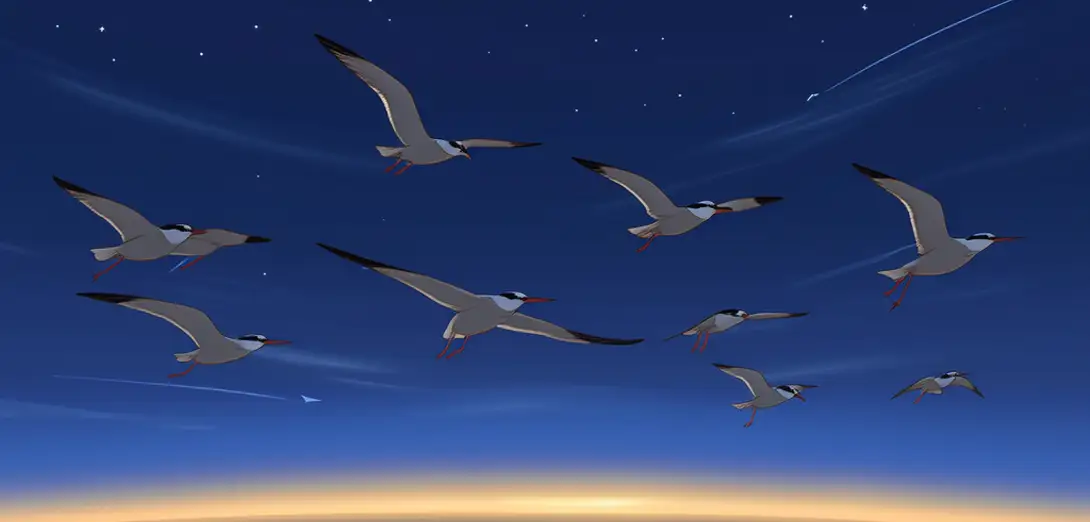 The Mechanism Behind Magnetoreception in Migratory Birds: Cryptochrome-Mediated Quantum Coherence